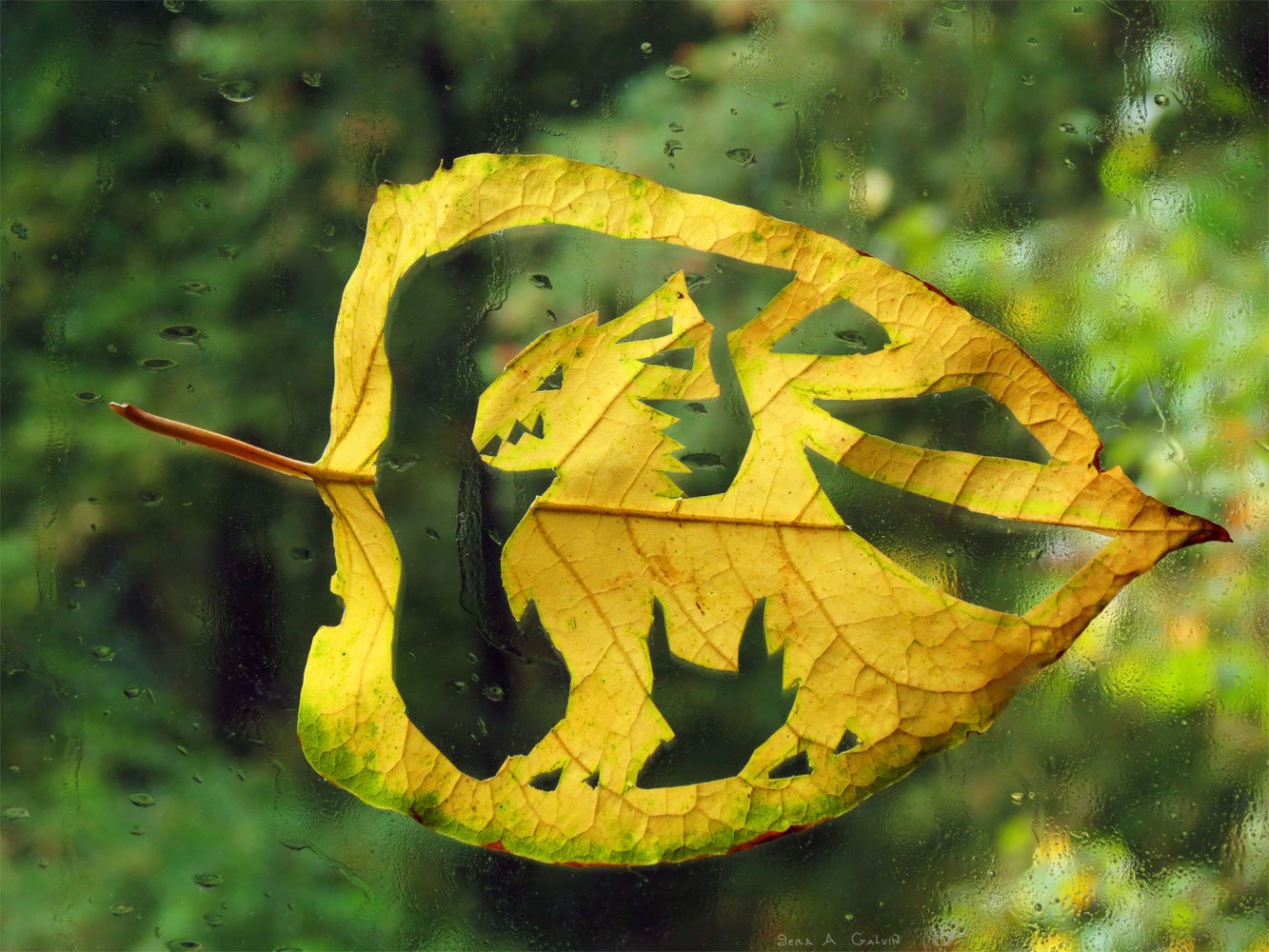 A dragon intricately cut from a yellow leaf, pressed against a rain-speckled window over green forest, by Sera Autumn