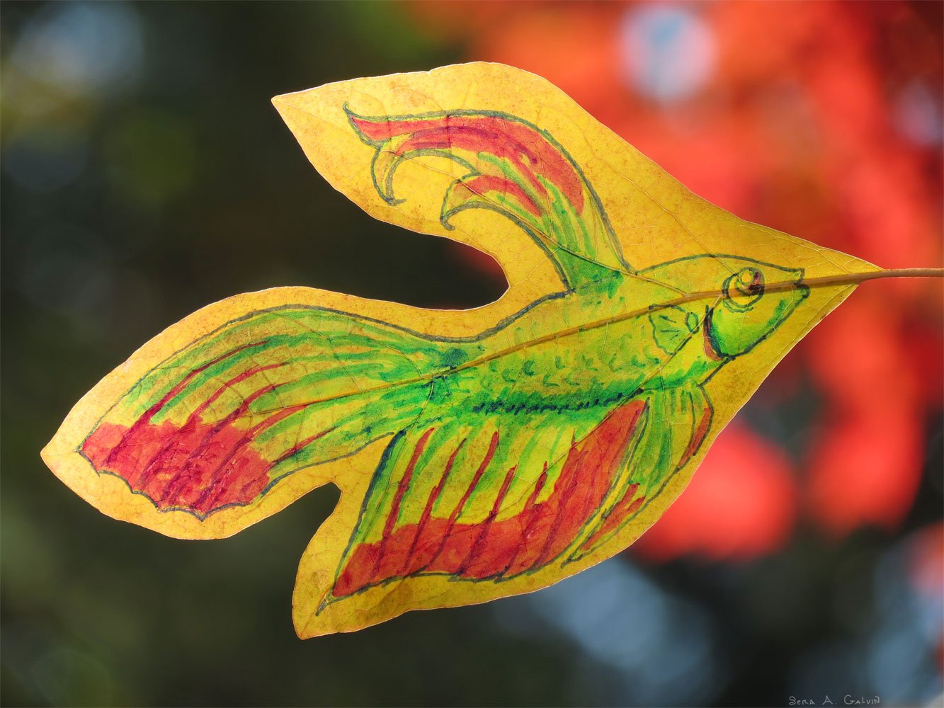 A green-and-red betta fish with flowing fins drawn on a golden leaf against fiery red bokeh, by Sera Autumn