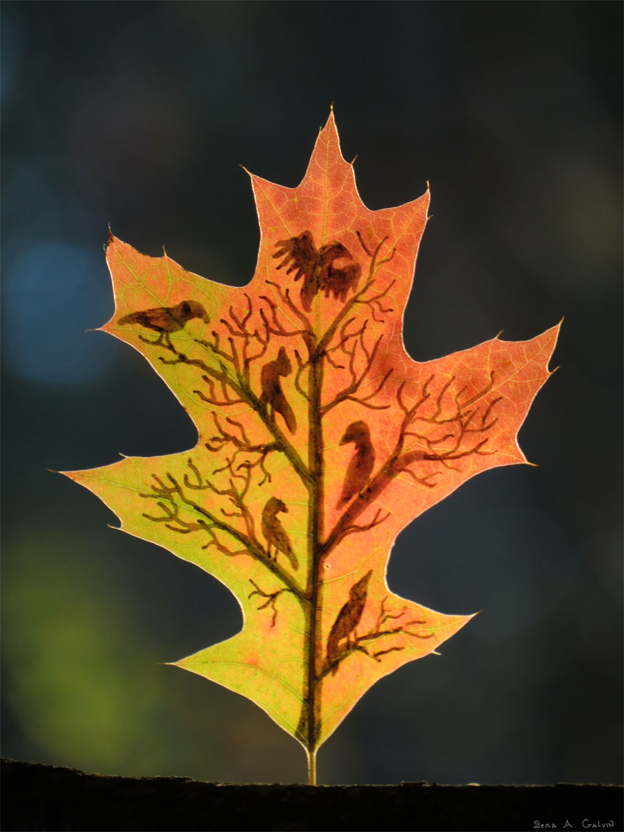 A bare tree filled with perched birds drawn on a backlit orange and green oak leaf, against a dark background, by Sera Autumn