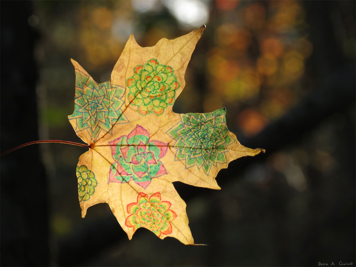 Colorful succulent-rosette mandalas drawn in green, pink, and orange on a tan maple leaf, backlit against dark autumn bokeh, by Sera Autumn