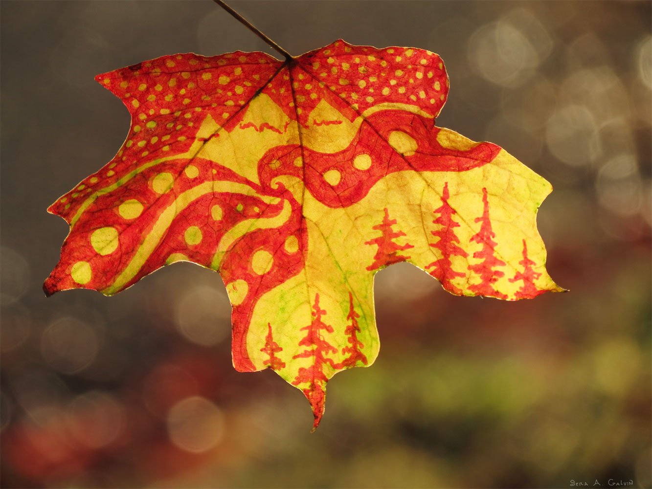 A row of red pine-tree silhouettes and swirling dotted patterns drawn on a backlit red-and-yellow maple leaf, by Sera Autumn