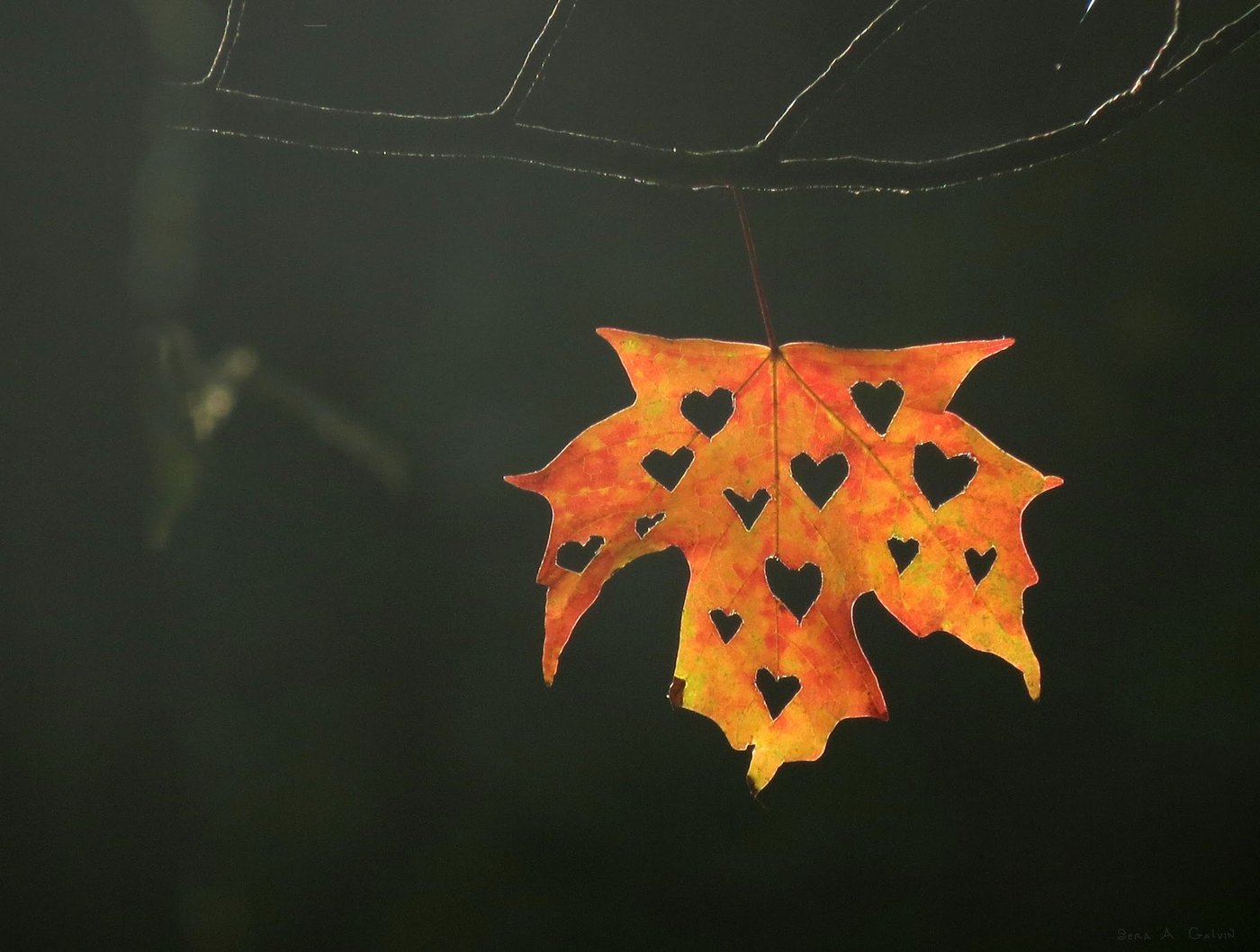 An orange-and-yellow maple leaf with a scatter of small heart shapes cut out of it, hanging against a dark background, by Sera Autumn