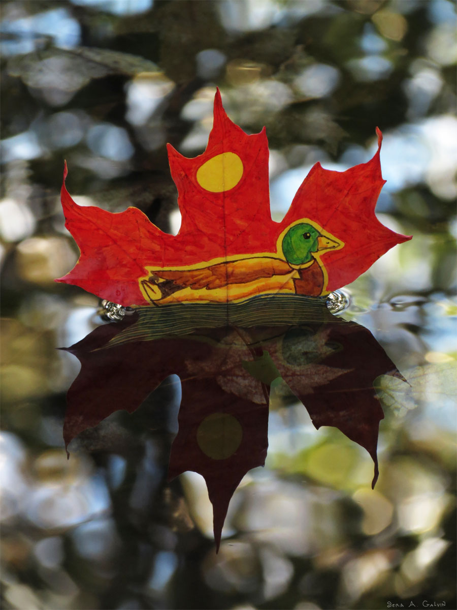 A green-headed mallard duck drawn on a red maple leaf with a yellow sun, floating on water with a mirrored reflection, by Sera Autumn