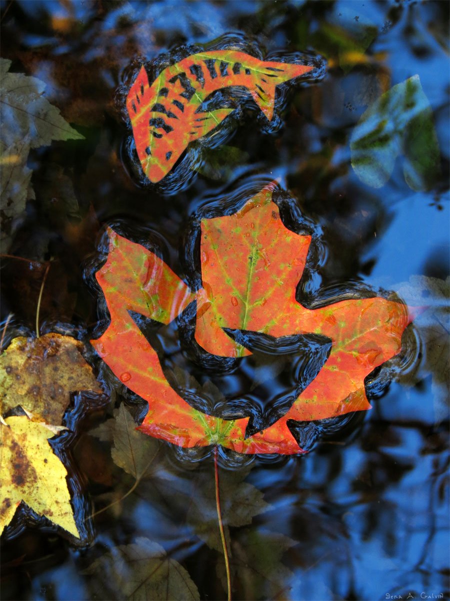 A red maple leaf drawn and cut into a koi fish, floating with another red leaf on dark rippling water among fallen leaves, by Sera Autumn