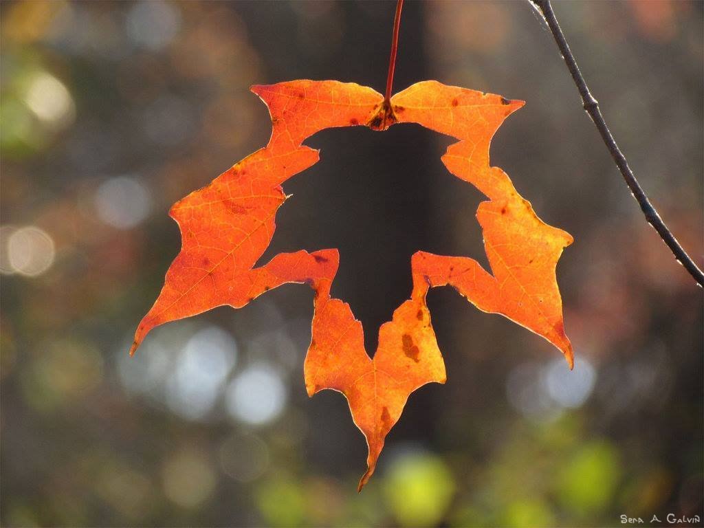 An orange maple leaf with the silhouette of a maple leaf cut into its center, backlit against green and orange bokeh, by Sera Autumn