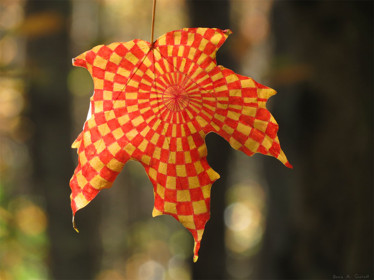 A red and yellow checkerboard spiral optical pattern drawn across a maple leaf, backlit against dark blurred forest, by Sera Autumn