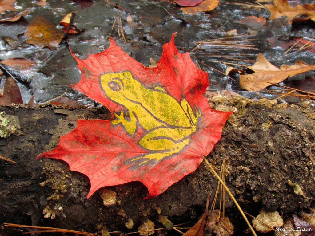A yellow-green tree frog drawn on a red maple leaf resting on a wet log above a leaf-strewn stream, by Sera Autumn