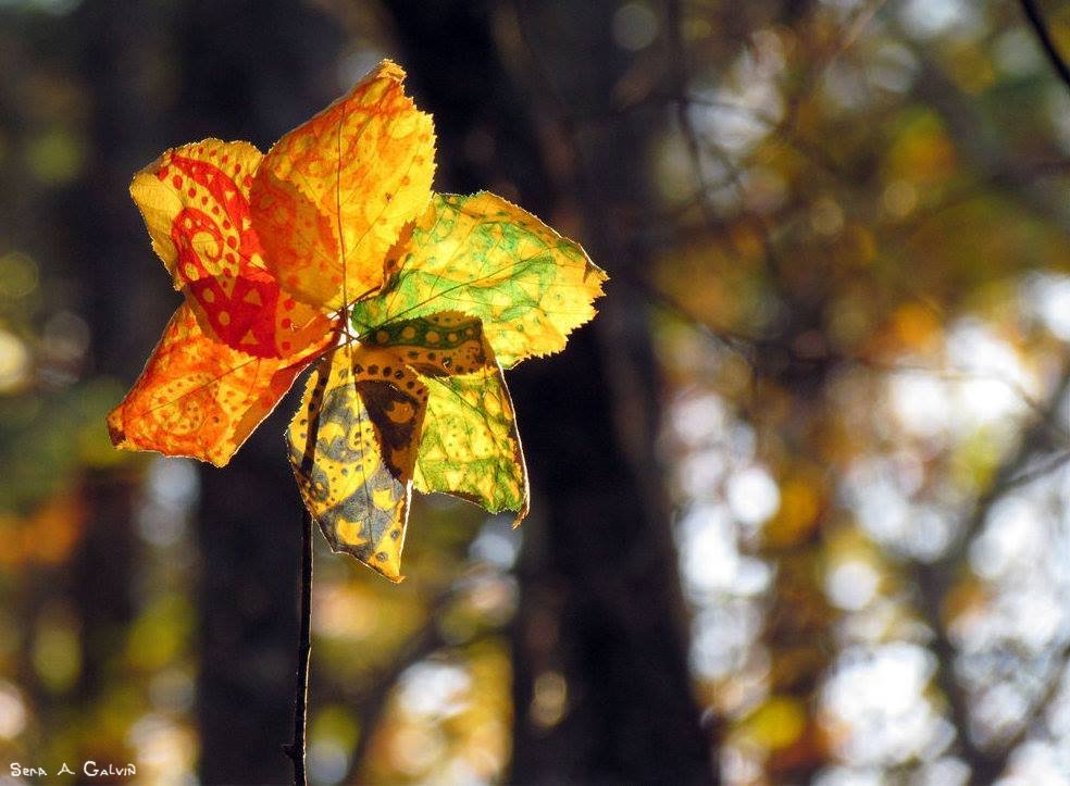 A pinwheel of leaves with colored geometric patterns against forest bokeh, by Sera Autumn