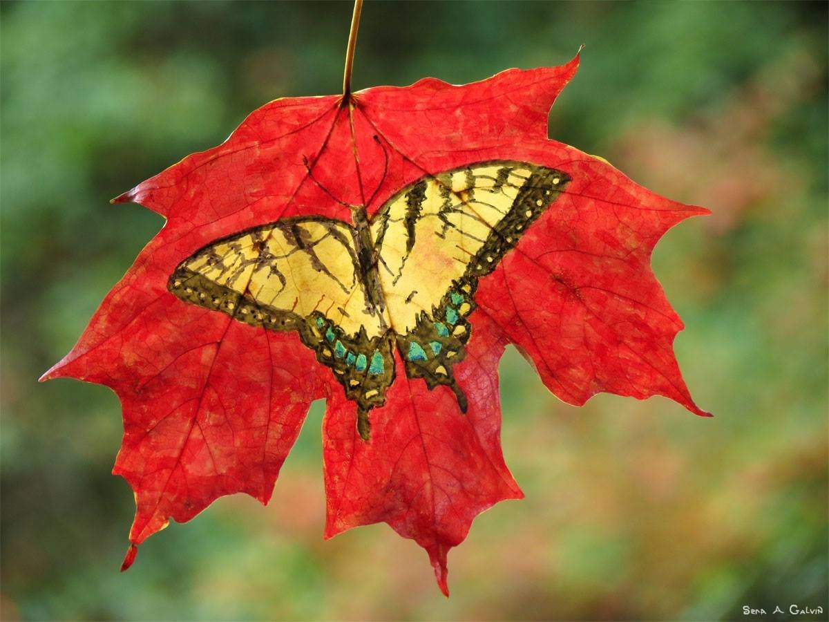 A yellow tiger swallowtail butterfly with teal spots drawn on a vivid red maple leaf against a green blurred background, by Sera Autumn