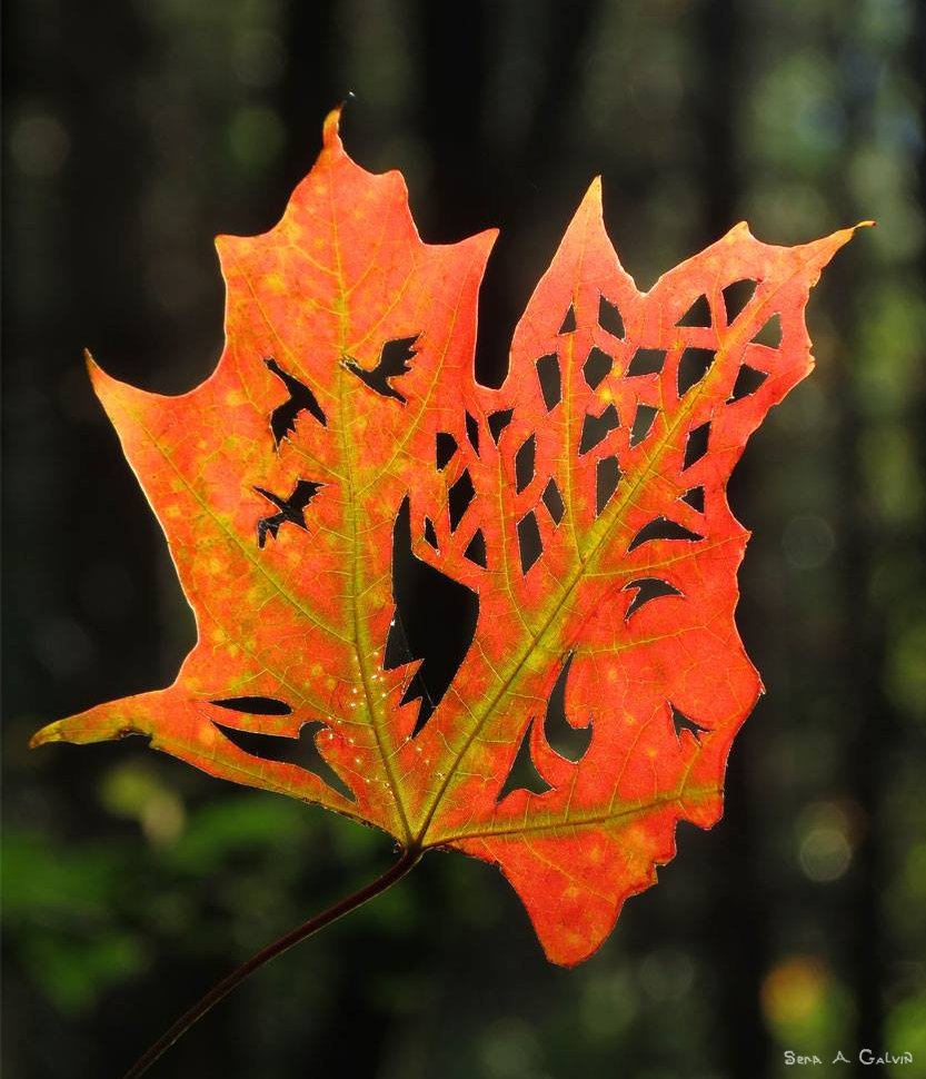 Birds in flight and a face and lacy latticework intricately cut into a red-orange maple leaf, glowing against a dark green forest, by Sera Autumn
