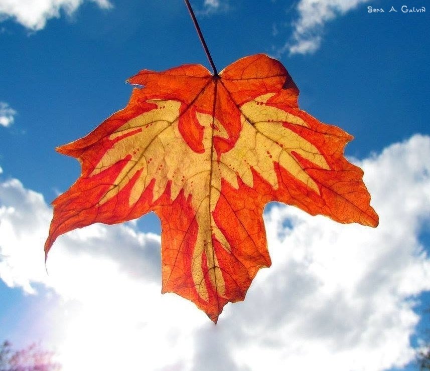 A cream-and-yellow phoenix with outspread wings drawn on an orange-red maple leaf against a bright blue cloud-filled sky, by Sera Autumn