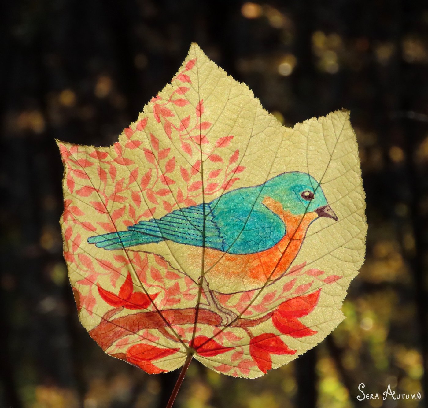 A drawn blue and orange bluebird perched among red autumn foliage on a pale maple leaf, by Sera Autumn