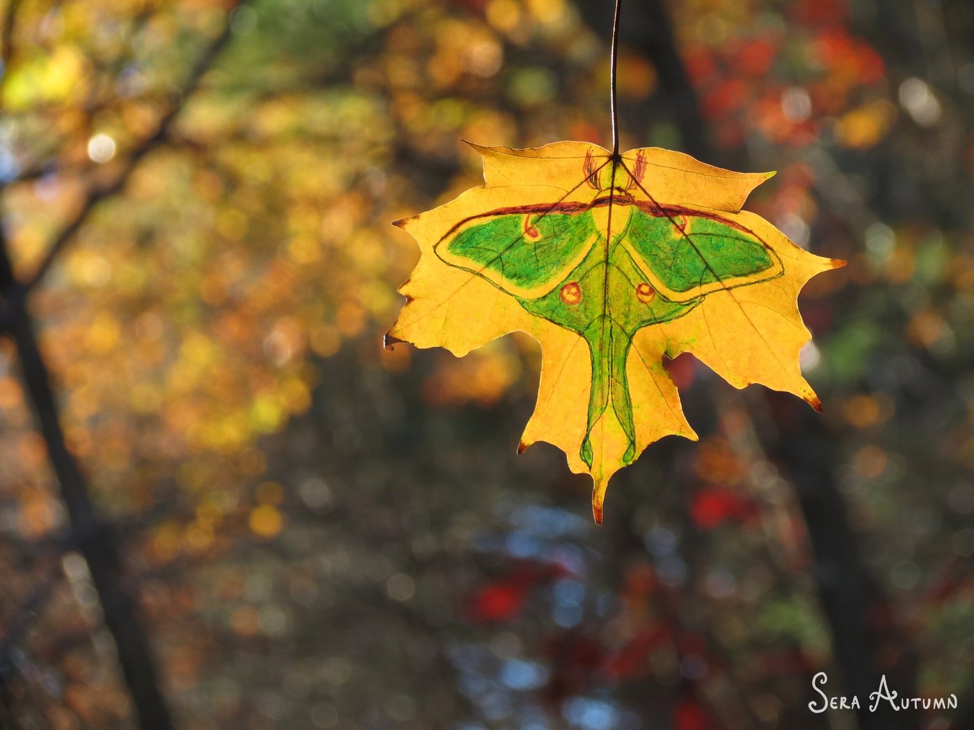 A green luna moth with eyespots drawn across a yellow maple leaf, backlit against autumn bokeh, by Sera Autumn