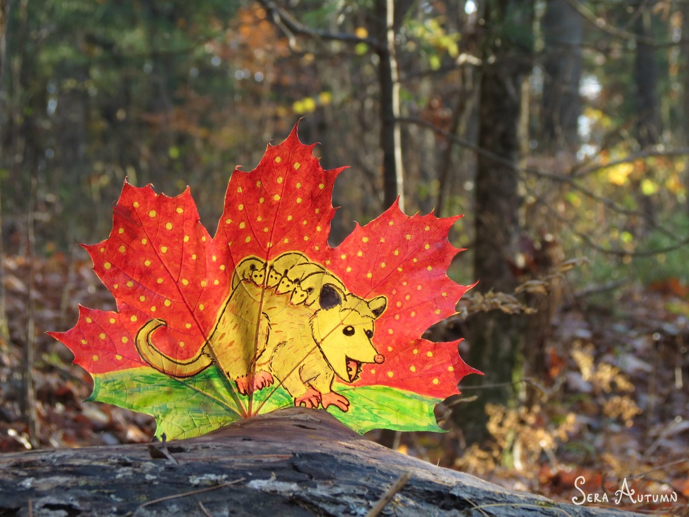 A mother opossum carrying babies on her back, drawn on a red maple leaf resting on a log in the forest, by Sera Autumn