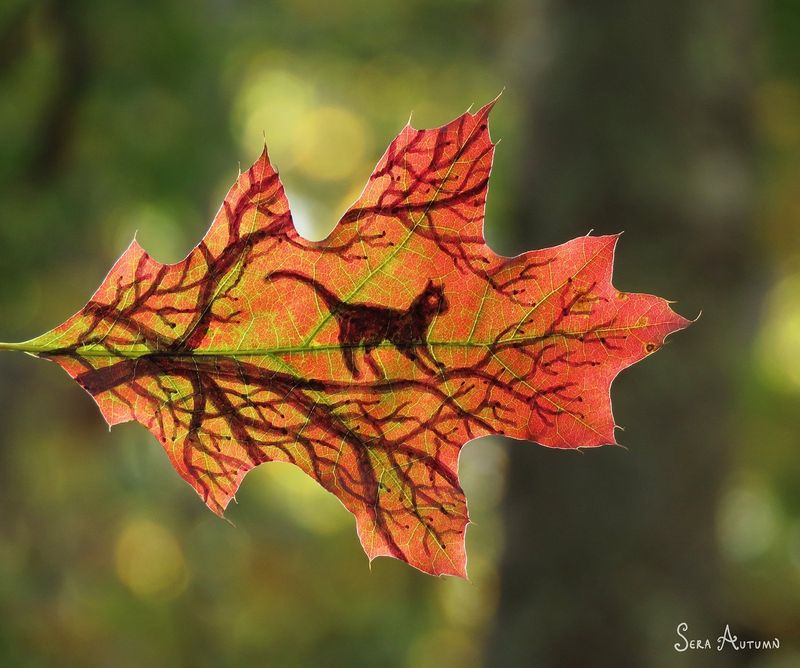 A small cat silhouette walking along a tree with bare branches drawn on a red-orange oak leaf, by Sera Autumn
