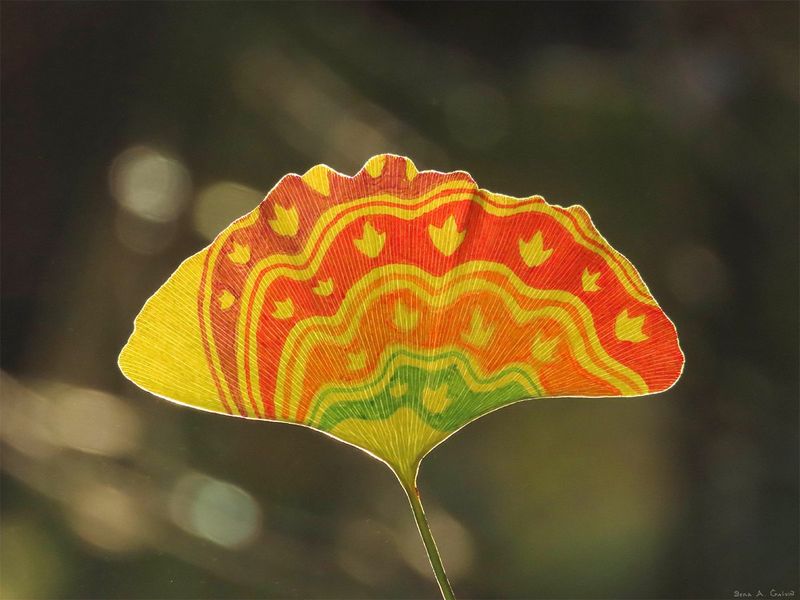 Swirling concentric bands of red, orange, yellow and green with small leaf motifs on a backlit ginkgo leaf, by Sera Autumn