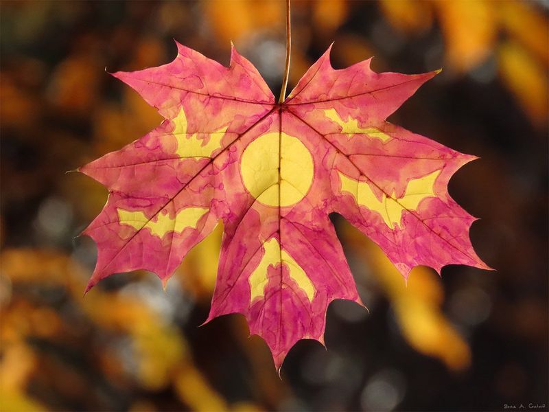 Five yellow bats flying past a full moon, negative-space silhouettes on a backlit maple leaf, by Sera Autumn