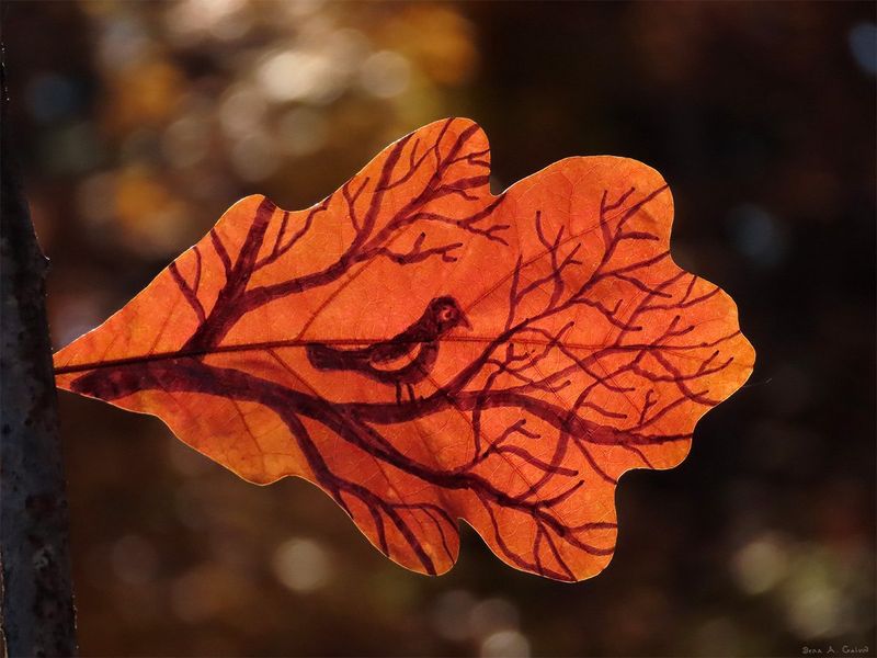 A small dark bird perched among bare branches, drawn on a backlit orange oak leaf, by Sera Autumn