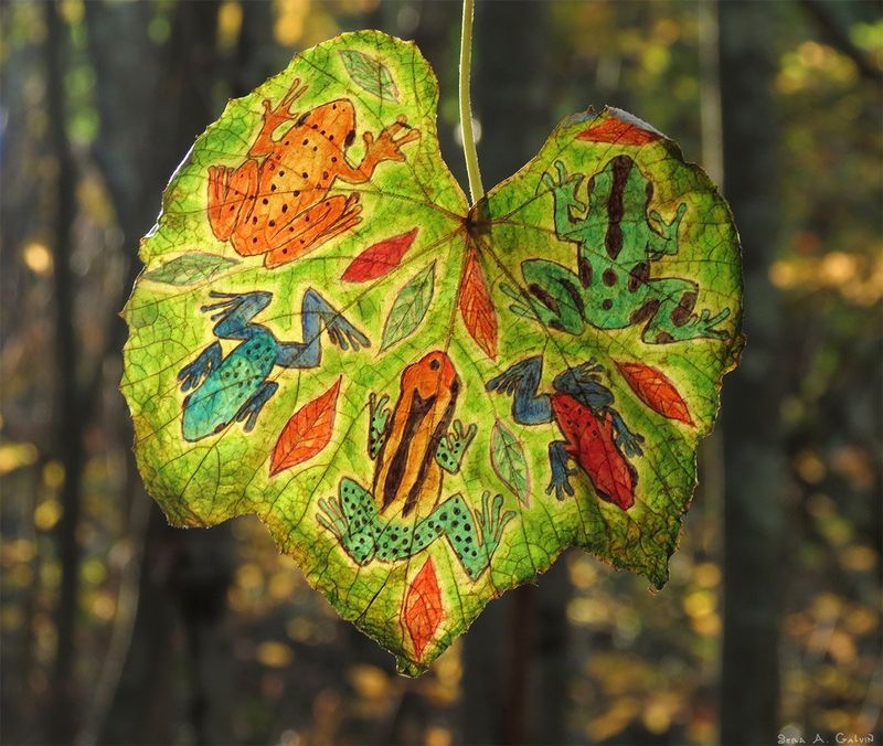 Colorful orange, blue, green and red poison dart frogs drawn on a backlit green heart-shaped grape leaf in the forest, by Sera Autumn