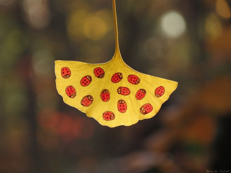 A yellow ginkgo leaf drawn with a scatter of red-and-black ladybugs, backlit against warm blurred autumn foliage, by Sera Autumn