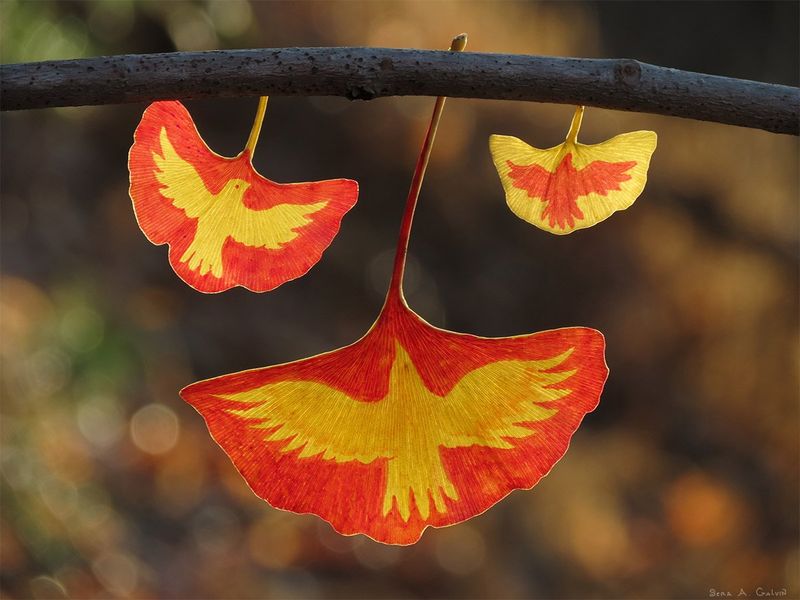 Three red and yellow ginkgo leaves drawn with flying birds, hanging from a branch against warm autumn bokeh, by Sera Autumn