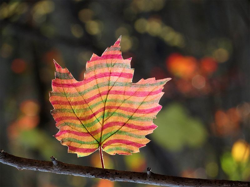 A maple leaf hand-drawn with horizontal candy stripes of pink, orange, and green, backlit on a bare branch against forest bokeh, by Sera Autumn