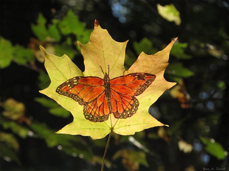 An orange monarch butterfly with black-edged wings drawn on a yellow maple leaf against dark forest foliage, by Sera Autumn