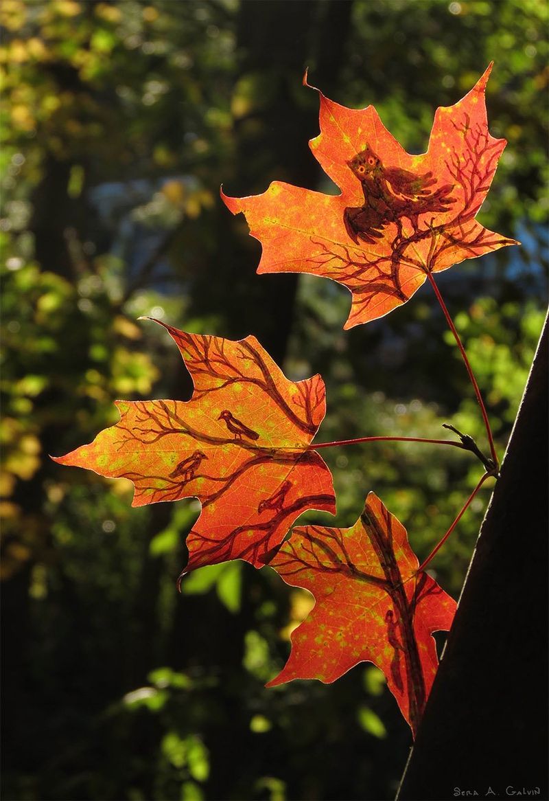 Bare branching trees with a perched owl and small birds drawn across three backlit orange maple leaves, green forest behind, by Sera Autumn