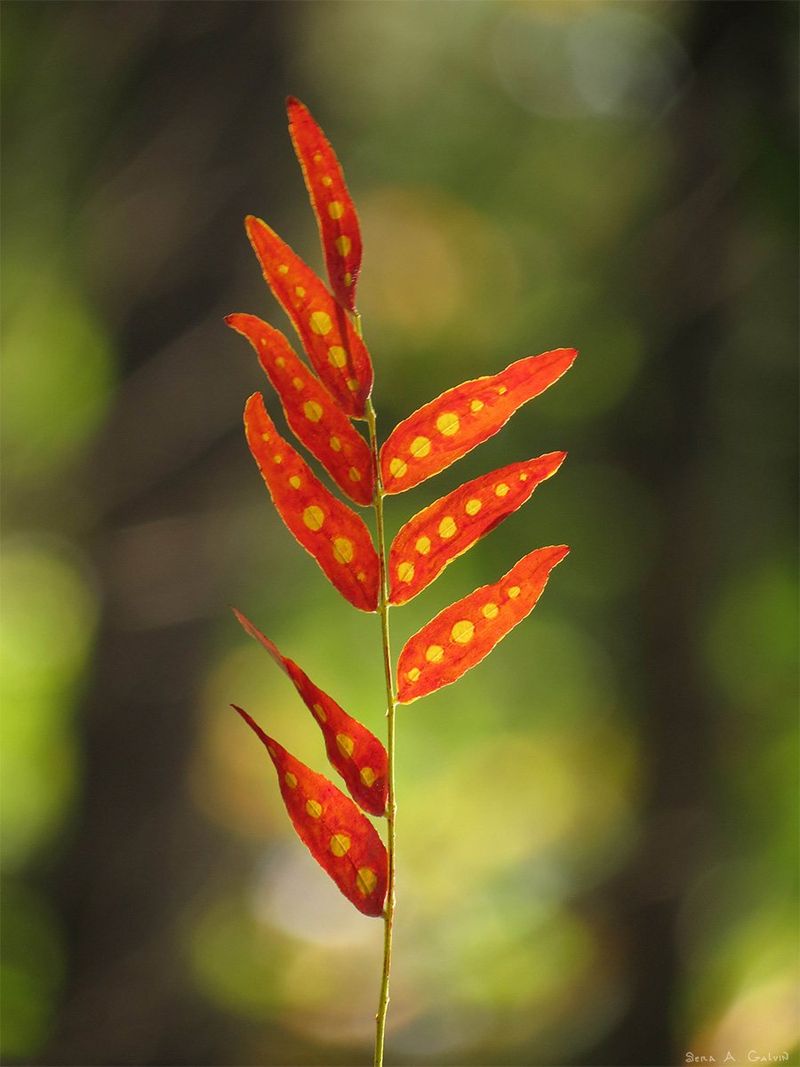 A backlit compound frond drawn fiery red with rows of glowing yellow spots on each slender leaflet, over dark forest bokeh, by Sera Autumn