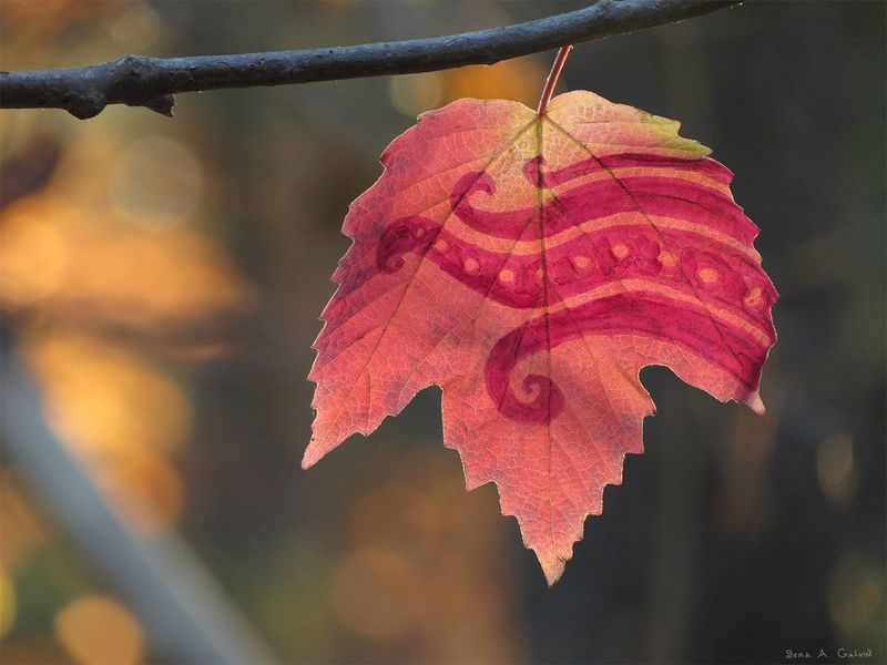 Magenta spirals and dotted bands drawn on a pink maple leaf hanging from a branch over golden bokeh, by Sera Autumn