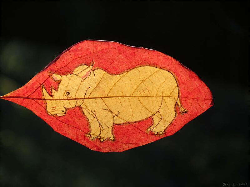 A pale golden rhinoceros drawn in profile on a red backlit leaf against dark shadow, by Sera Autumn