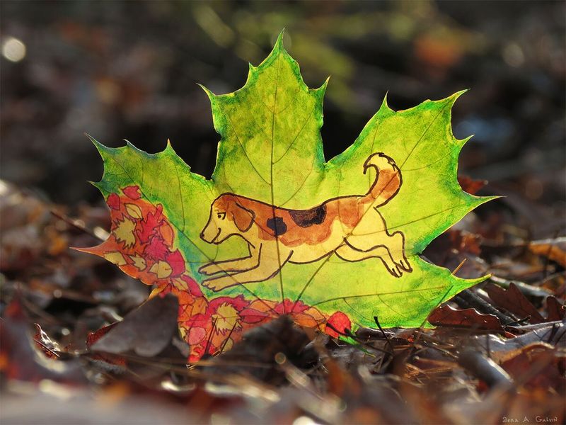 A brown and white beagle leaping into a pile of leaves, drawn on a green maple leaf resting on the forest floor, by Sera Autumn