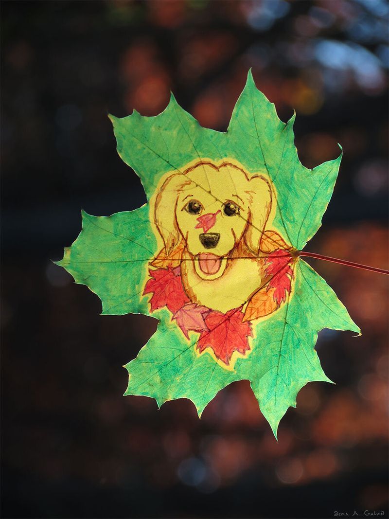 A happy golden retriever puppy with tongue out, ringed by red leaves, drawn on a green maple leaf, by Sera Autumn