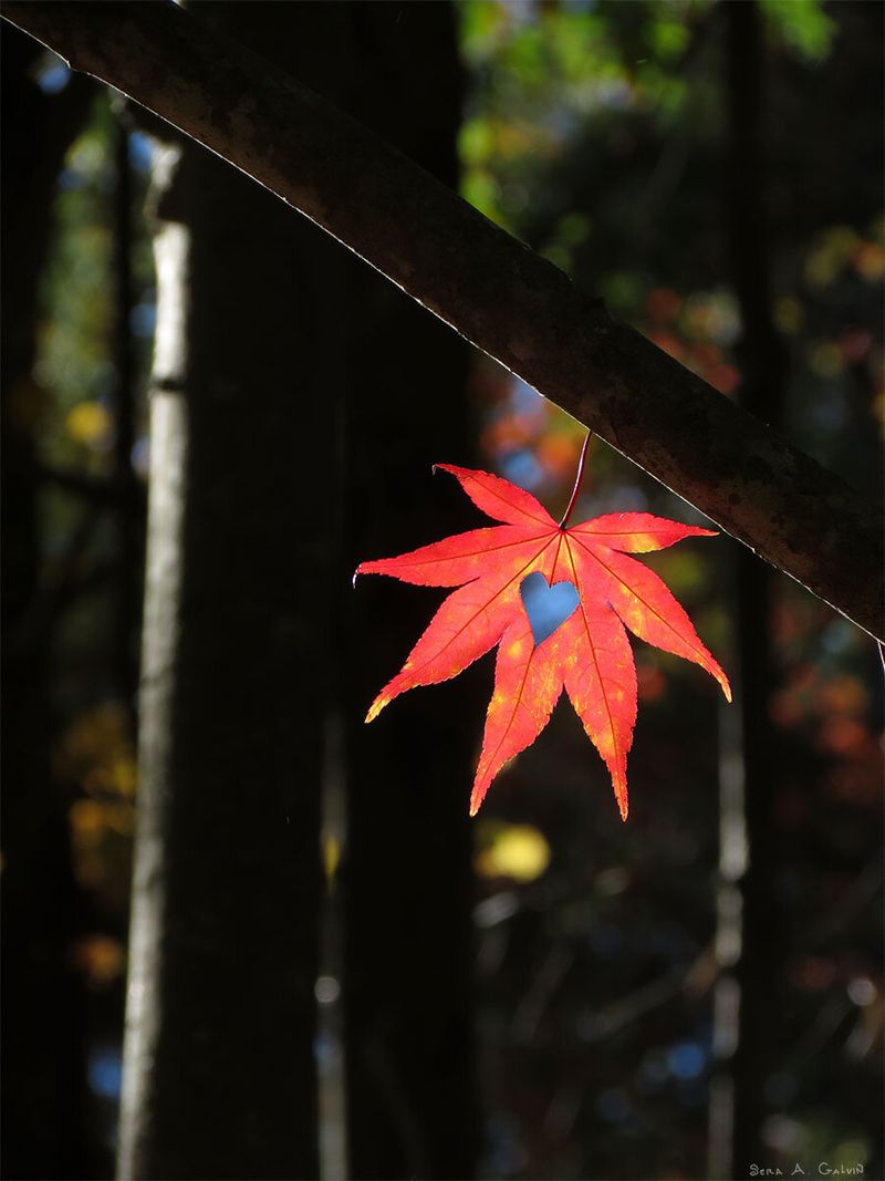 A red Japanese maple leaf with a heart-shaped cutout revealing blue sky, backlit and hanging beside a branch in dark woods, by Sera Autumn