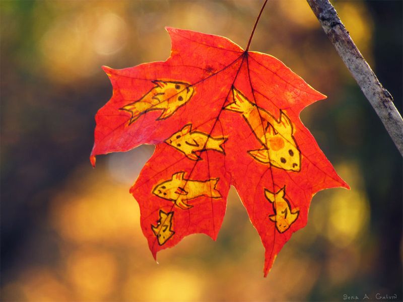 A school of golden koi-like fish drawn on a red maple leaf, backlit against warm autumn bokeh, by Sera Autumn