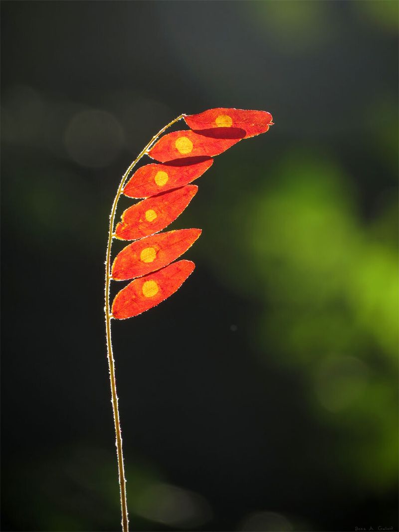 A backlit red compound leaf with glowing yellow sunlit spots on each leaflet, arching against dark green bokeh, by Sera Autumn