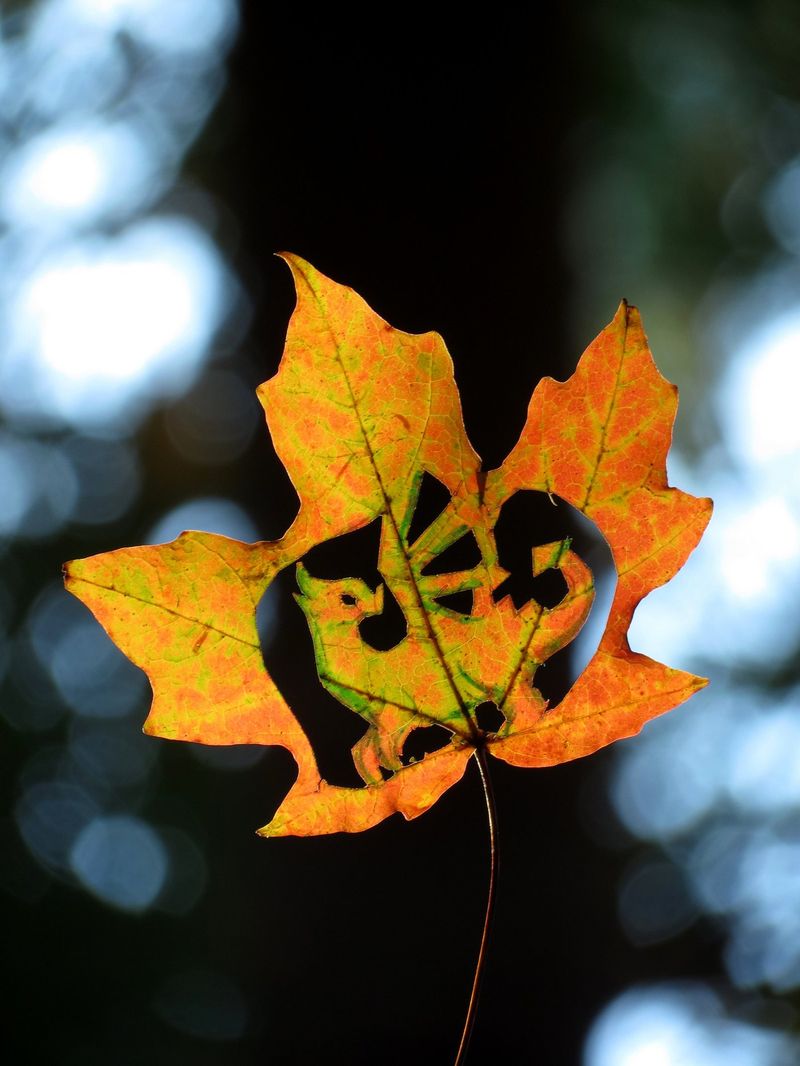 A winged dragon silhouette cut into a backlit orange and green maple leaf against blue forest bokeh, by Sera Autumn