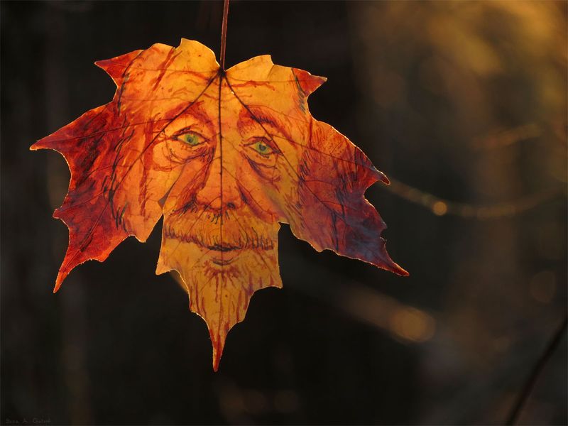 The weathered face of an old bearded man with green eyes drawn on a red-orange maple leaf, glowing against dark bokeh, by Sera Autumn
