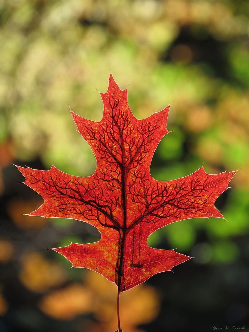 A bare winter tree with branching limbs and a swing drawn along the veins of a red oak leaf, against green and gold bokeh, by Sera Autumn