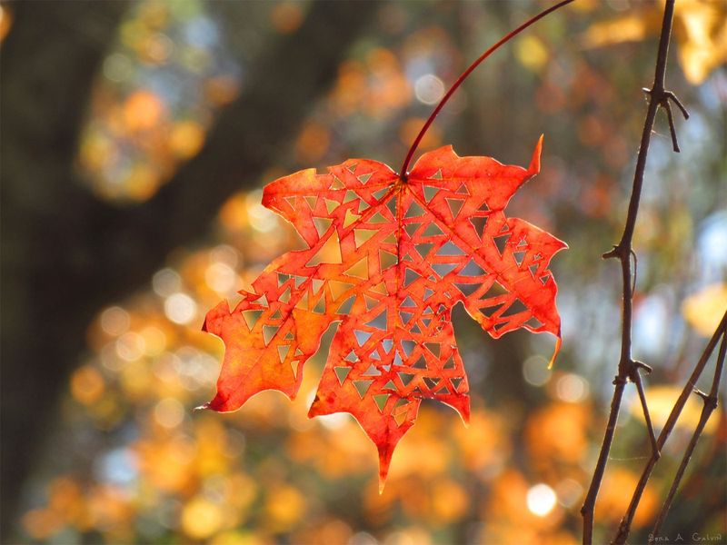 An intricate lattice of triangular cutout holes in a backlit red maple leaf against glowing golden autumn bokeh, by Sera Autumn