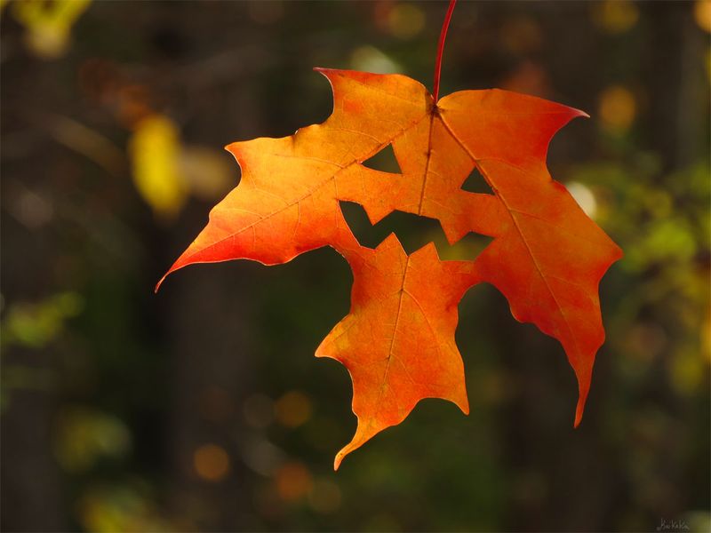 An orange maple leaf with cut outs forming a grinning jack-o'-lantern face against dark bokeh, by Sera Autumn