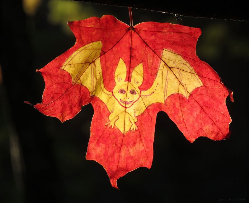 A smiling yellow bat with spread wings drawn on a red maple leaf, backlit against darkness, by Sera Autumn