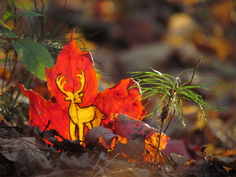A golden antlered stag drawn on a red maple leaf, propped among fallen leaves beside green pine sprigs, by Sera Autumn