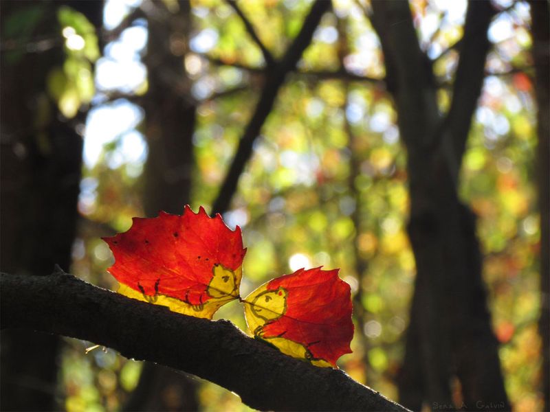 Two little hedgehogs nosing toward each other, drawn on the yellow bases of two red leaves resting on a branch, by Sera Autumn