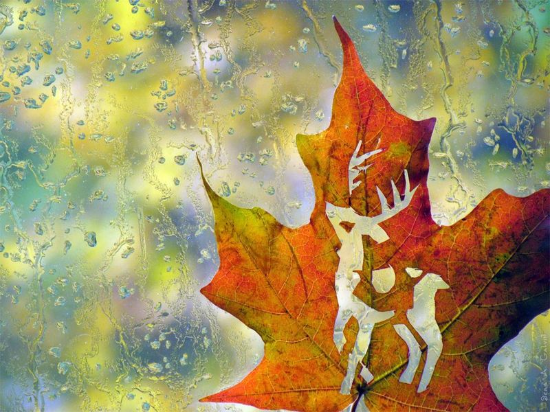A stag cut out pattern in an orange-red maple leaf against rain-speckled glass, by Sera Autumn