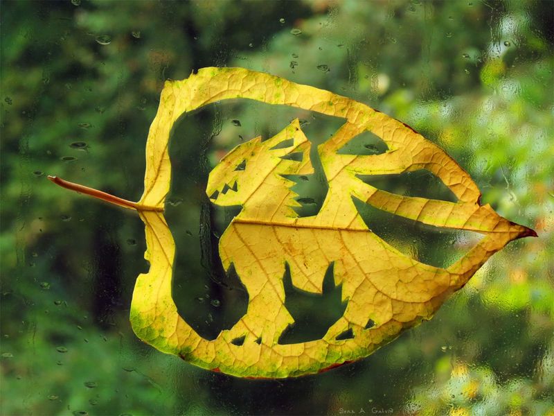 A dragon intricately cut from a yellow leaf, pressed against a rain-speckled window over green forest, by Sera Autumn