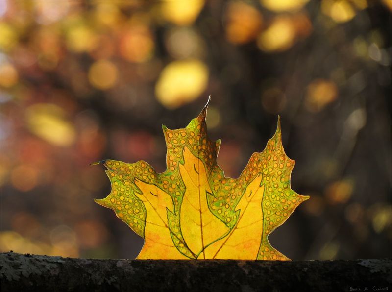 Three singing foxes with heads raised in song drawn on a yellow-green maple leaf, backlit by golden autumn bokeh, by Sera Autumn