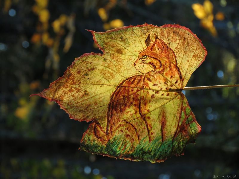 A spotted bobcat sitting in profile drawn on a golden-green striped maple leaf, against a dark blurred forest, by Sera Autumn