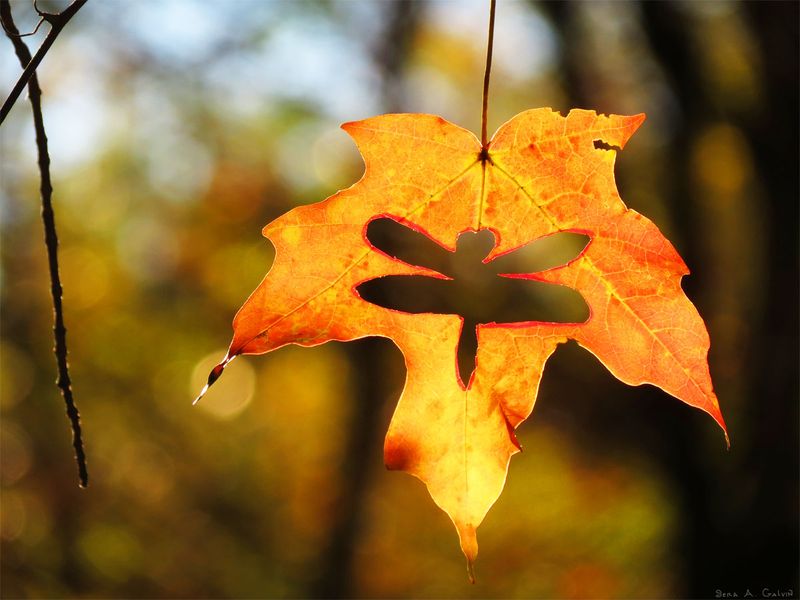 A dragonfly silhouette cut out of a glowing orange maple leaf, backlit against golden forest bokeh, by Sera Autumn