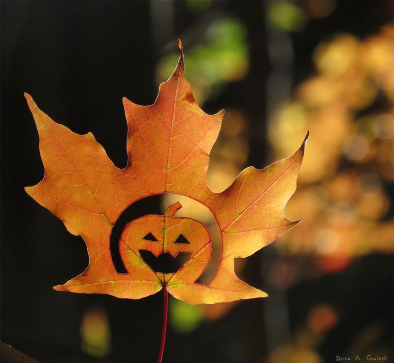 A grinning jack-o'-lantern silhouette cut into the center of a backlit orange maple leaf against dark golden bokeh, by Sera Autumn